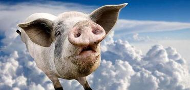 龙猪飞上天,探寻神秘生物的奇幻之旅