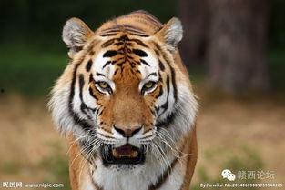 虎！虎！虎！,揭秘“虎！虎！虎！”背后的传奇故事