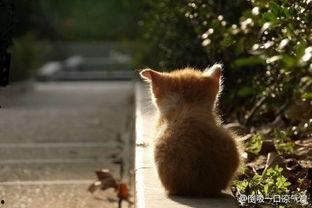 像天使一样奇怪,像天使一样奇怪的神秘现象